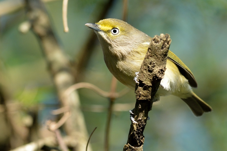 Witoogvireo